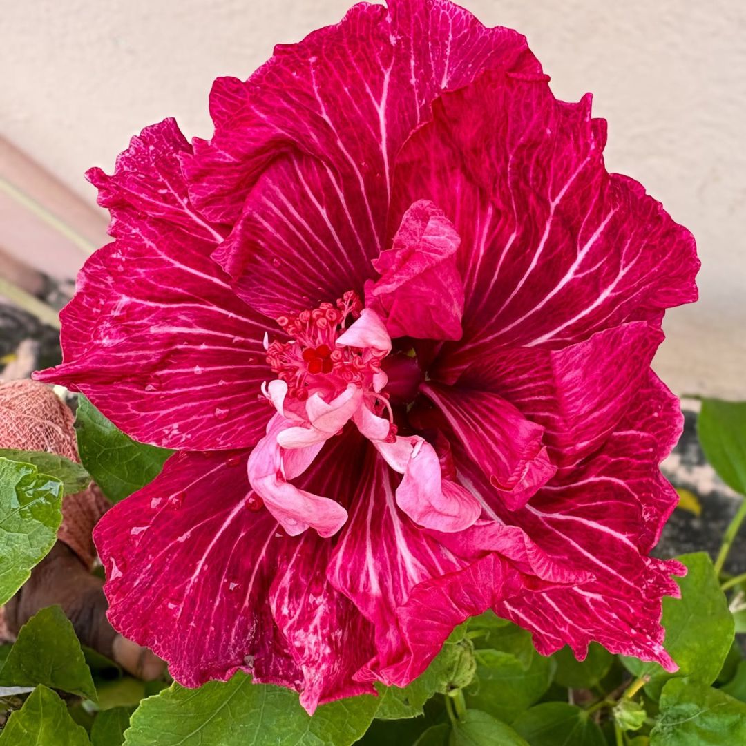 Tahitian Dragons Lair Hibiscus Flower Plant