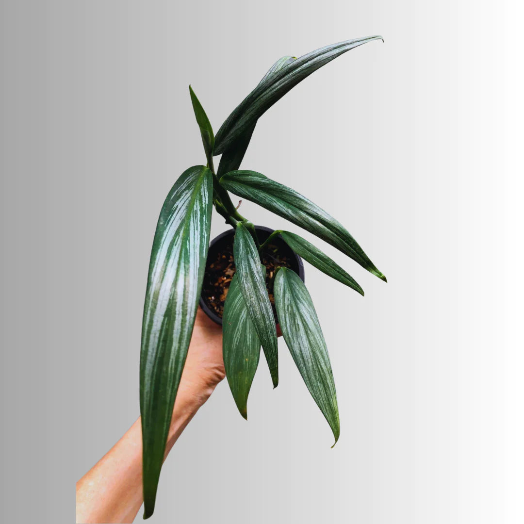 Rare Narrow Leaves Monstera or Epipremnum Amplissimum "Silver Streak"