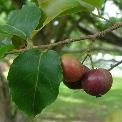 Tennis Ball Cherry Grafted Tree