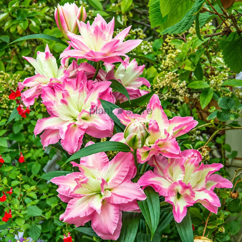 Rose Lily Lucky Angel Bulbs | Pink & White Double Lily – Plant Store®