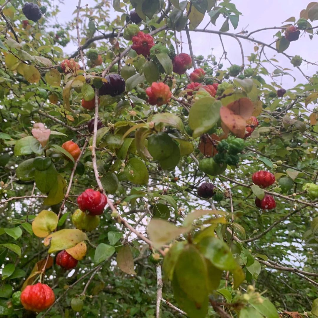 Black Surinam Cherry Grafted Plant