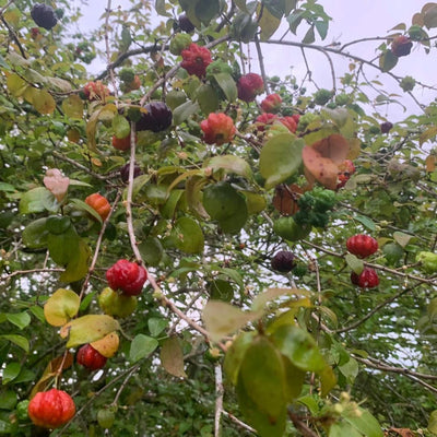 Black Surinam Cherry Grafted Plant
