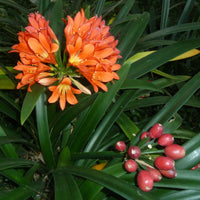 Clivia (Miniata) Lily Flowering Bulbs
