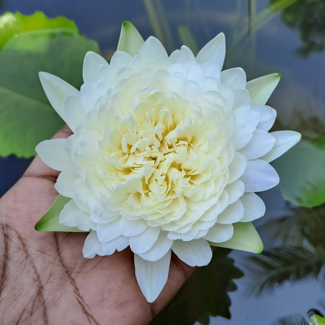 Thailand Diamond Tropical Waterlily
