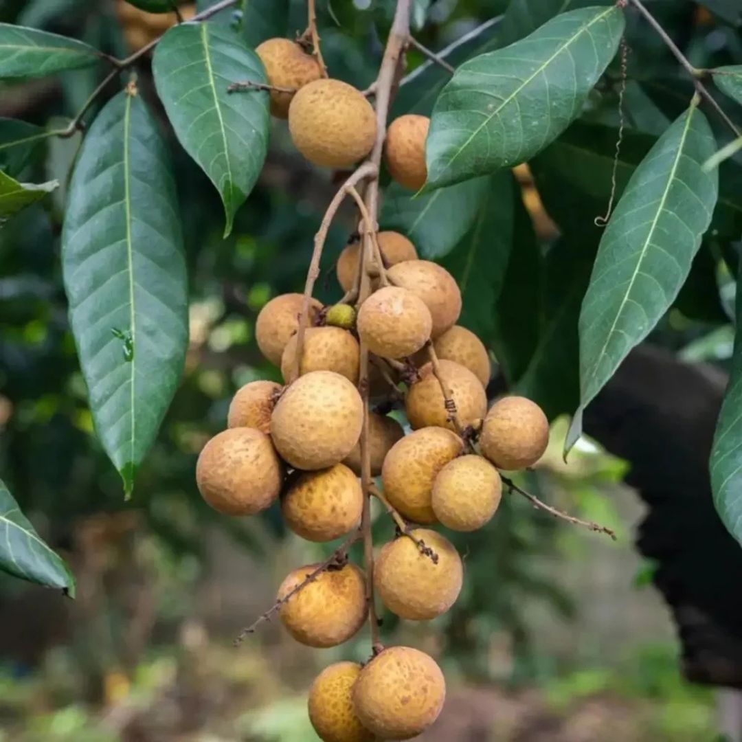 Four Season (Baramasi) Longan Grafted Plant