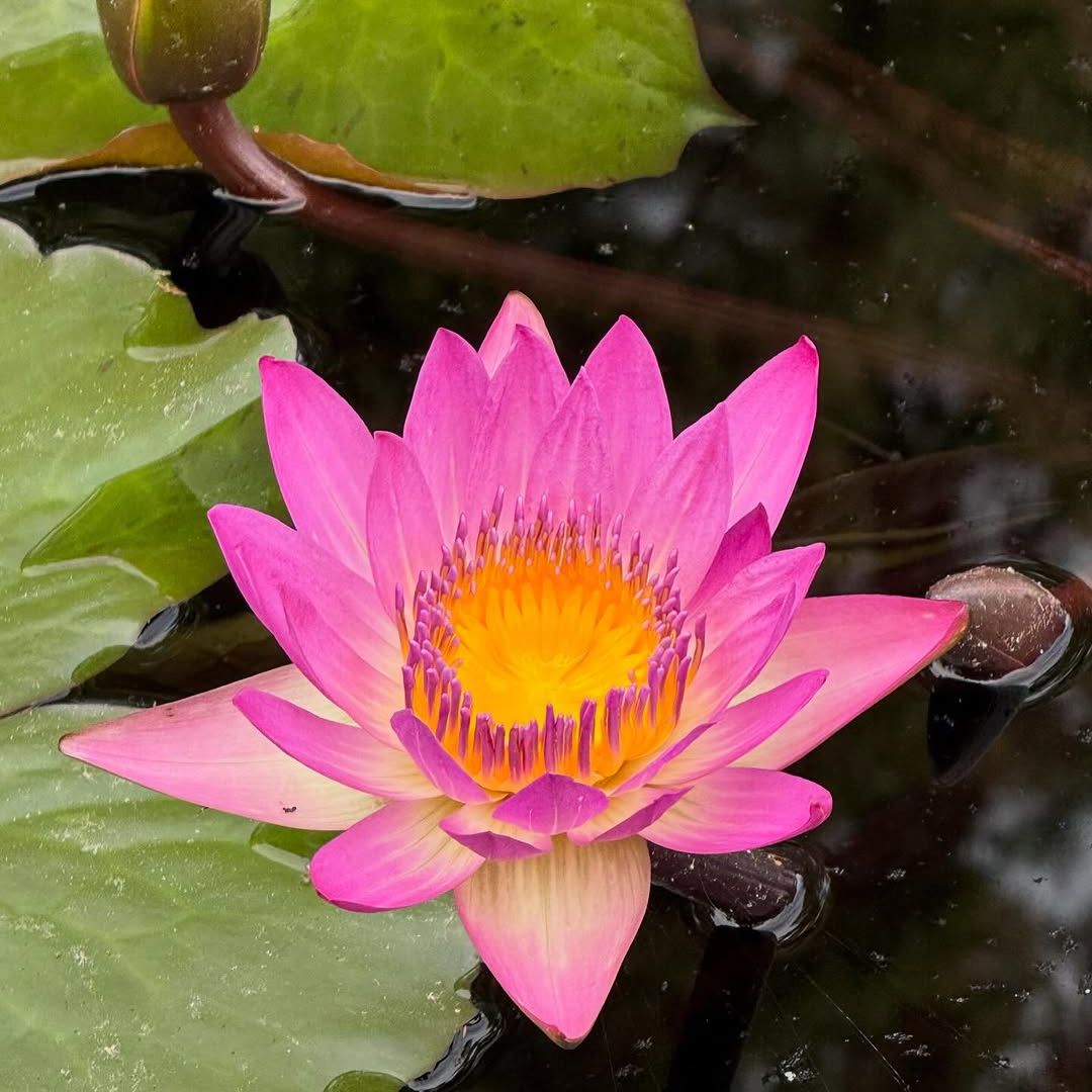 Assorted Tropical Waterlily (Pack of 3)