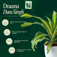 Dracaena Dara Singh
