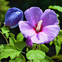 Blue (Lilac) Hibiscus  (Rare Variety)