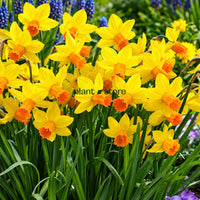 Daffodils - Jet Fire Double Petal (Imported)