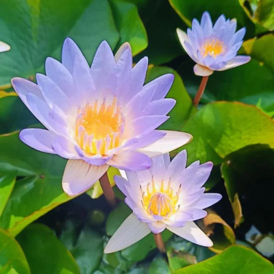 Macrantha Tropical Waterlily