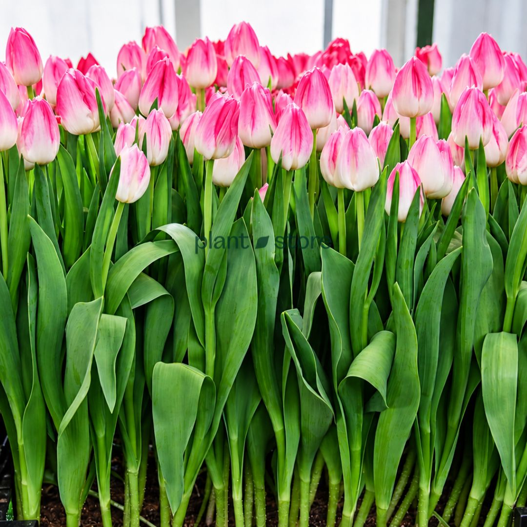Dutch Tulip First Class Flowering Bulbs (Netherland Imported)