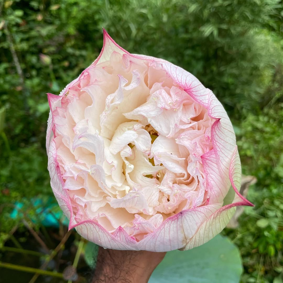 Akhila Lotus Tuber