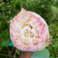 Akhila Lotus Tuber