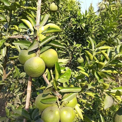Mosambi Grafted Tree
