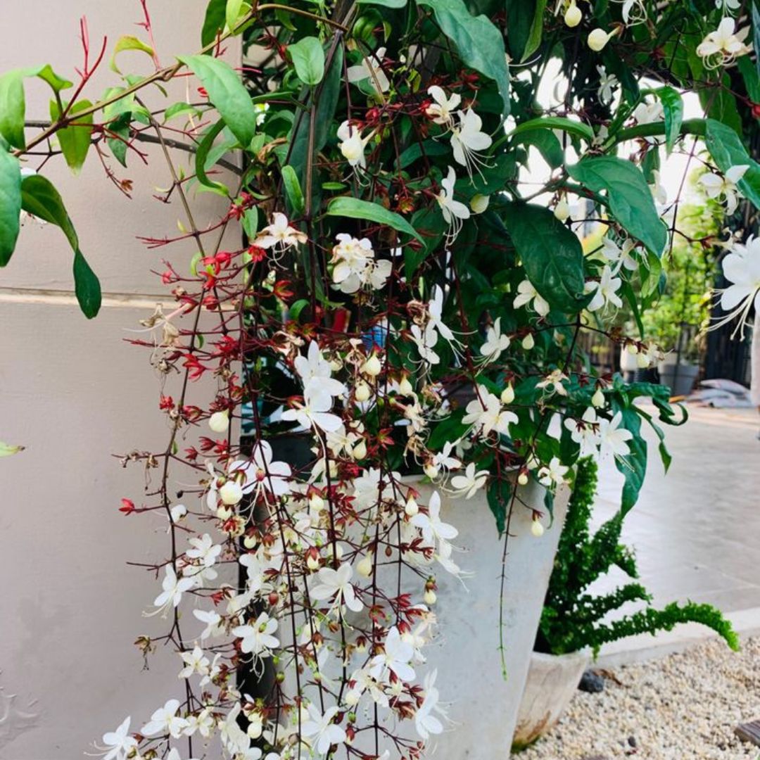 Chain of Glory Plant