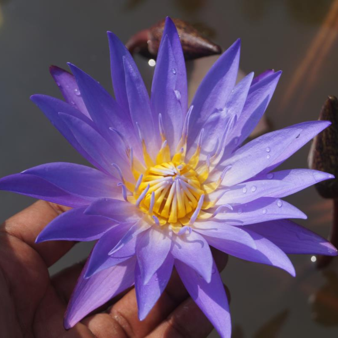 Blue Whistle Tropical Waterlily