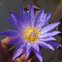Blue Whistle Tropical Waterlily