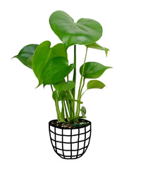Monstera Deliciosa Plant - plant store® 