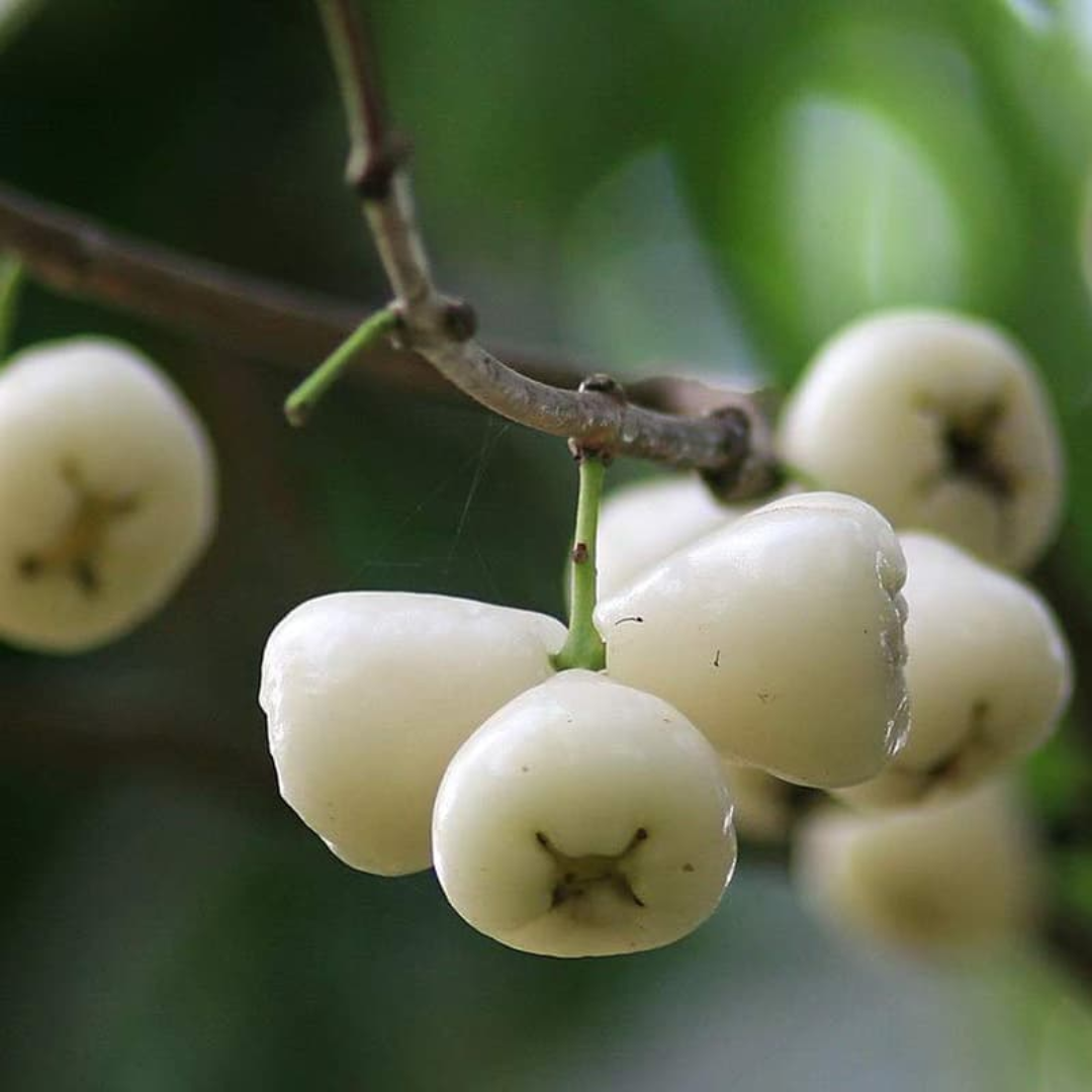 White Water Apple Grafted Tree