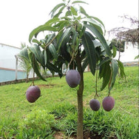 Miyazaki Mango Tree | Plant Store