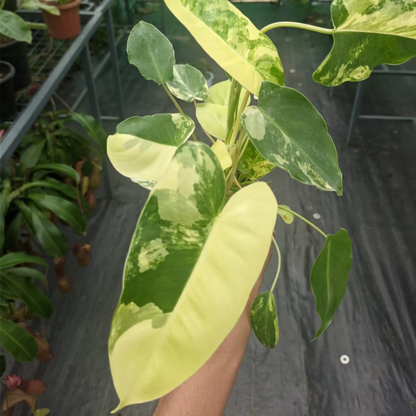 Philodendron Variegated Burle Marx