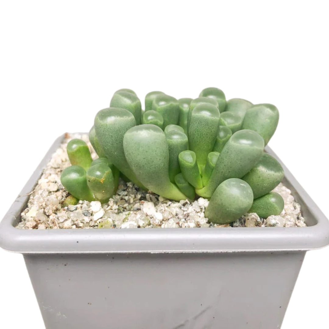 Fenestraria (Baby Toes) (Bare Rooted)