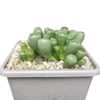 Fenestraria (Baby Toes) (Bare Rooted)