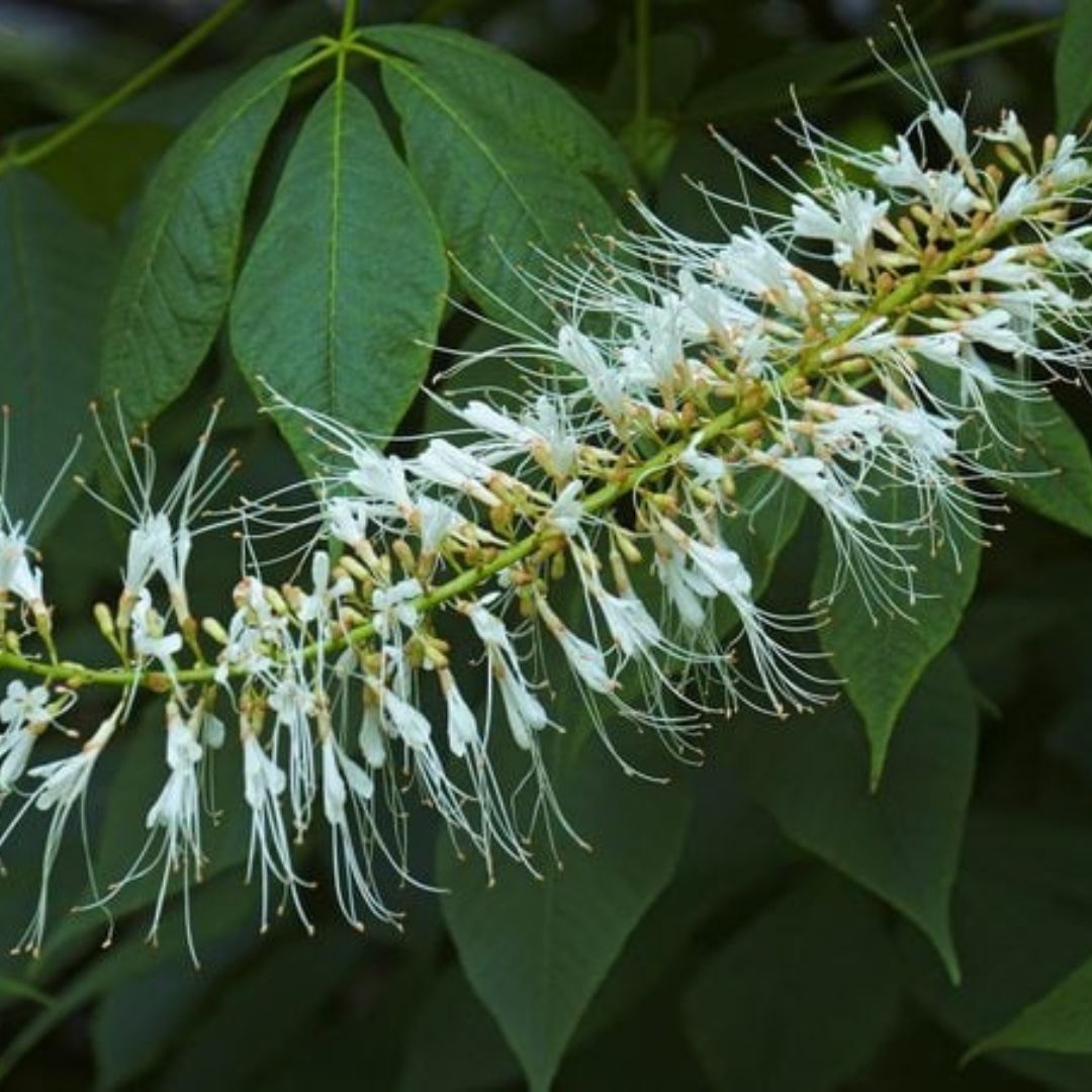 Bottle Brush Flower