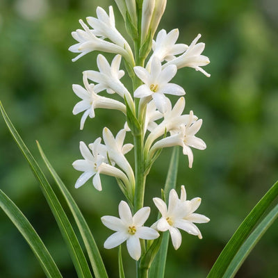 Rajnigandha Hybrid (Tube Rose) - Large Bulbs