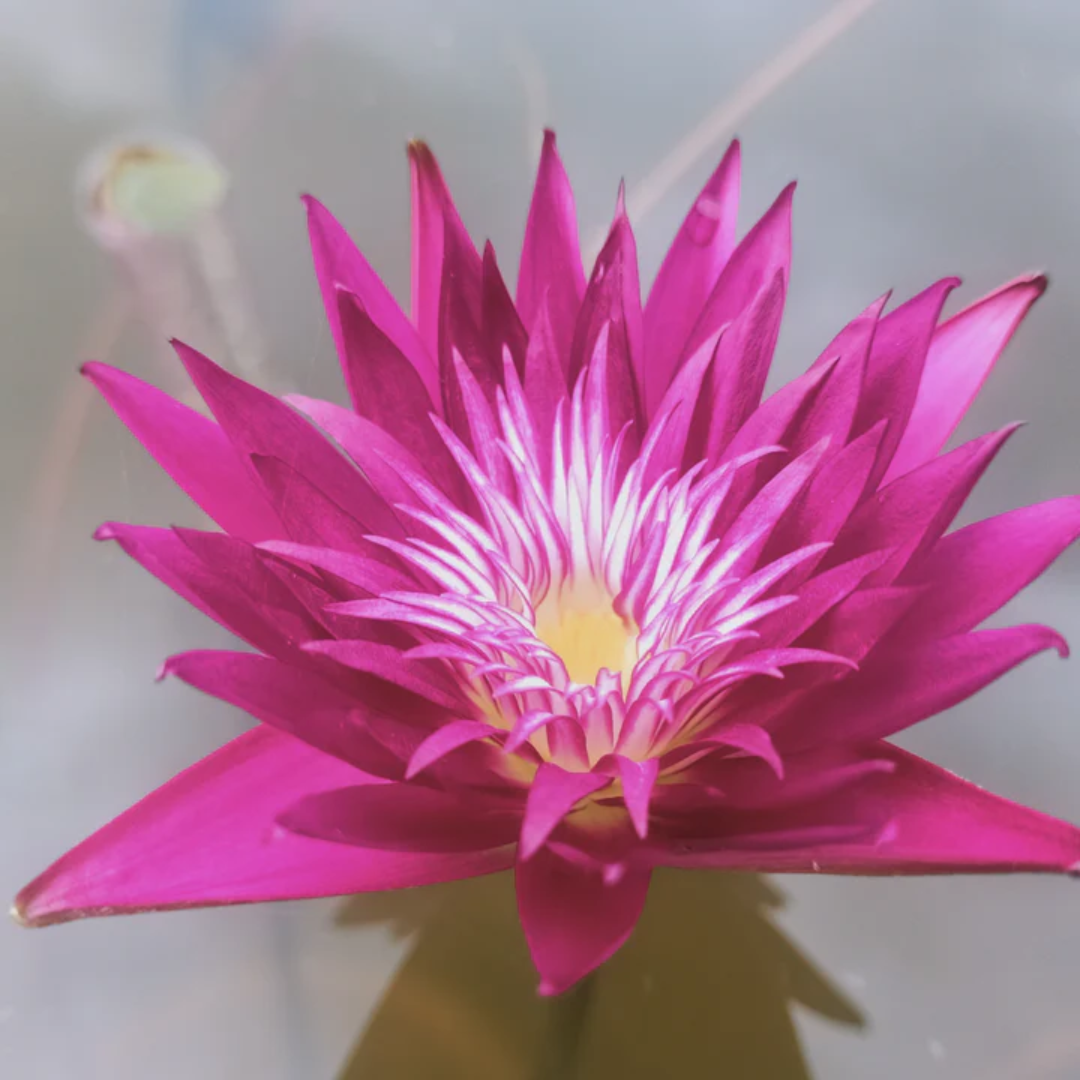 Subsomboon Tropical Waterlily