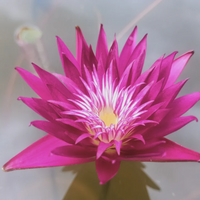 Subsomboon Tropical Waterlily
