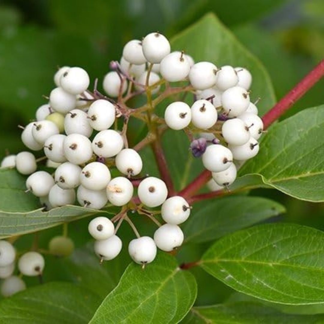 Cat's Eye Berry Fruits