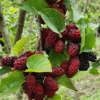 Chiang Mai 60 Mulberry