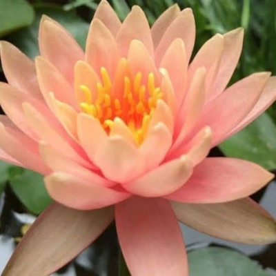 Mangal Ubol Hardy Waterlily