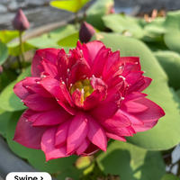 Affection 16 Mini Bowl Lotus Tuber