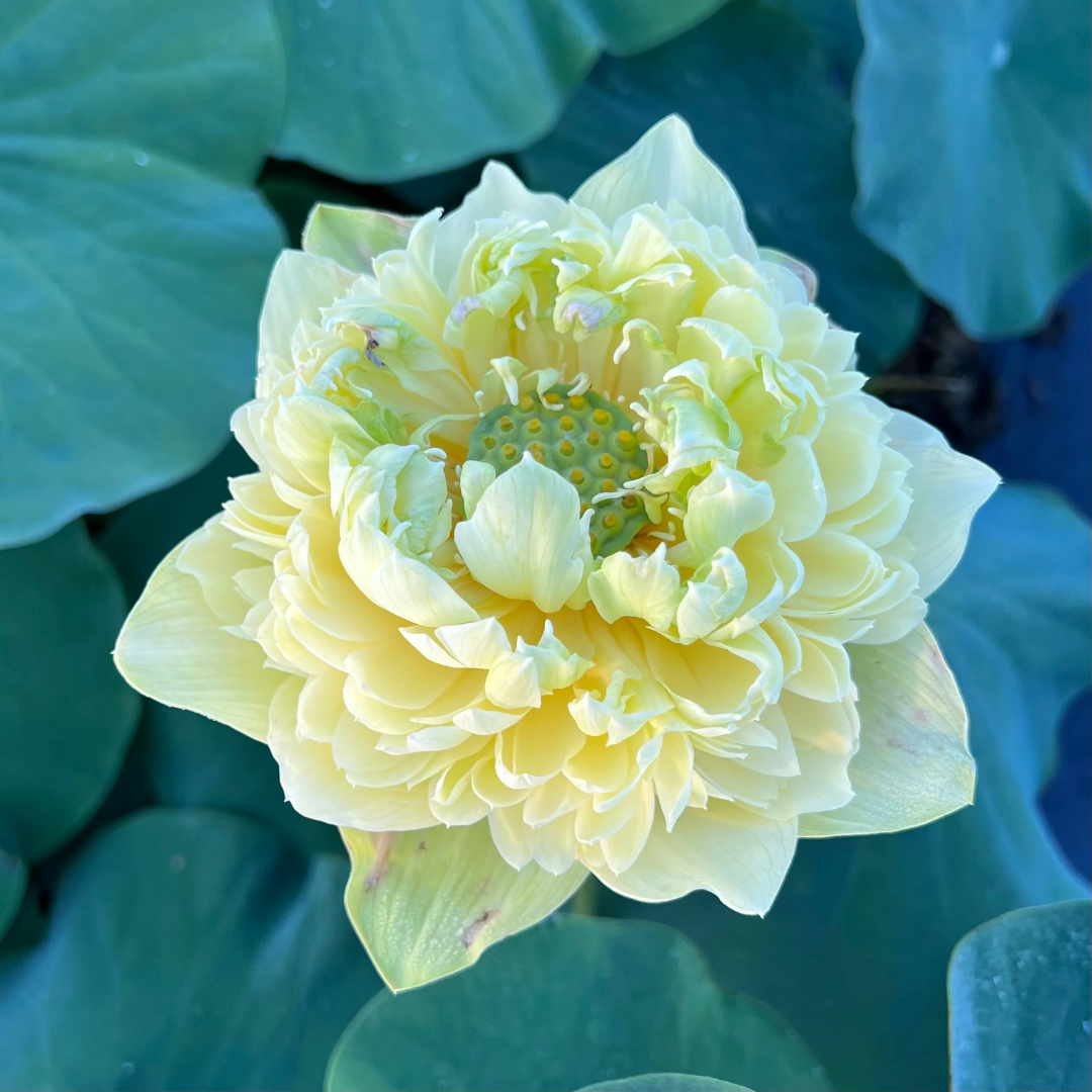 Morning Fog Lotus Tuber