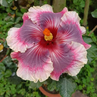 Wind Rosa Nine Yarns Hibiscus