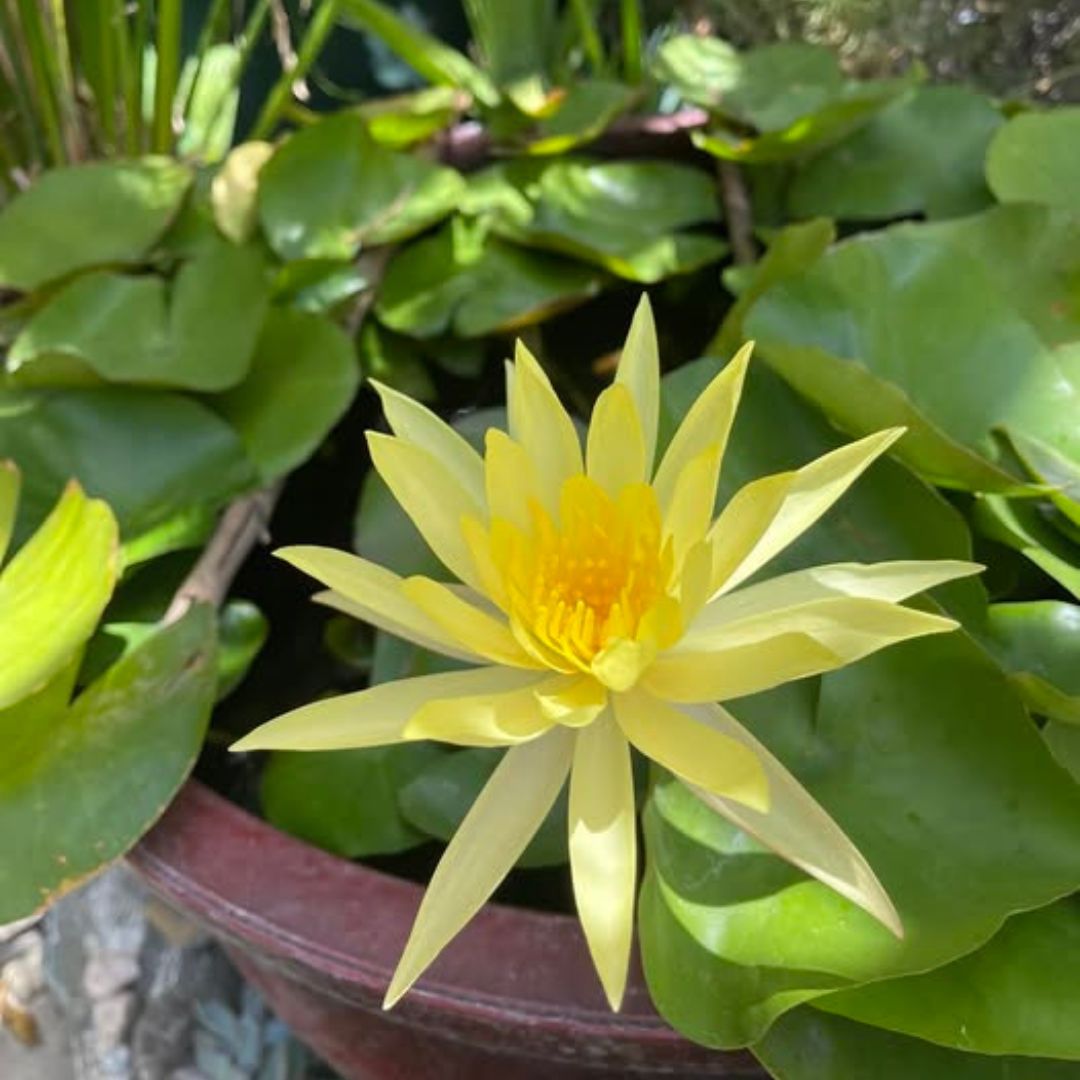 Assorted Tropical Waterlily  (Pack of 3)