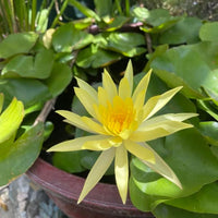 Assorted Tropical Waterlily  (Pack of 3)