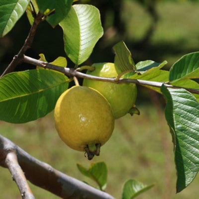 Thai Golden 8 Guava Grafted Plant