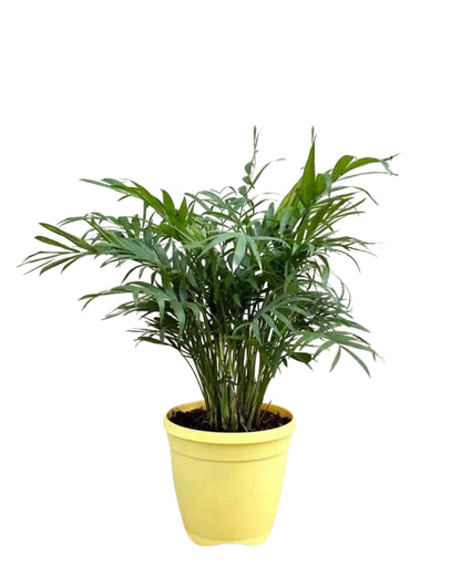 Chamaedorea Palm or Table Palm or Parlour Palm