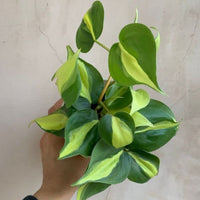 Philodendron Oxycardium Variegated