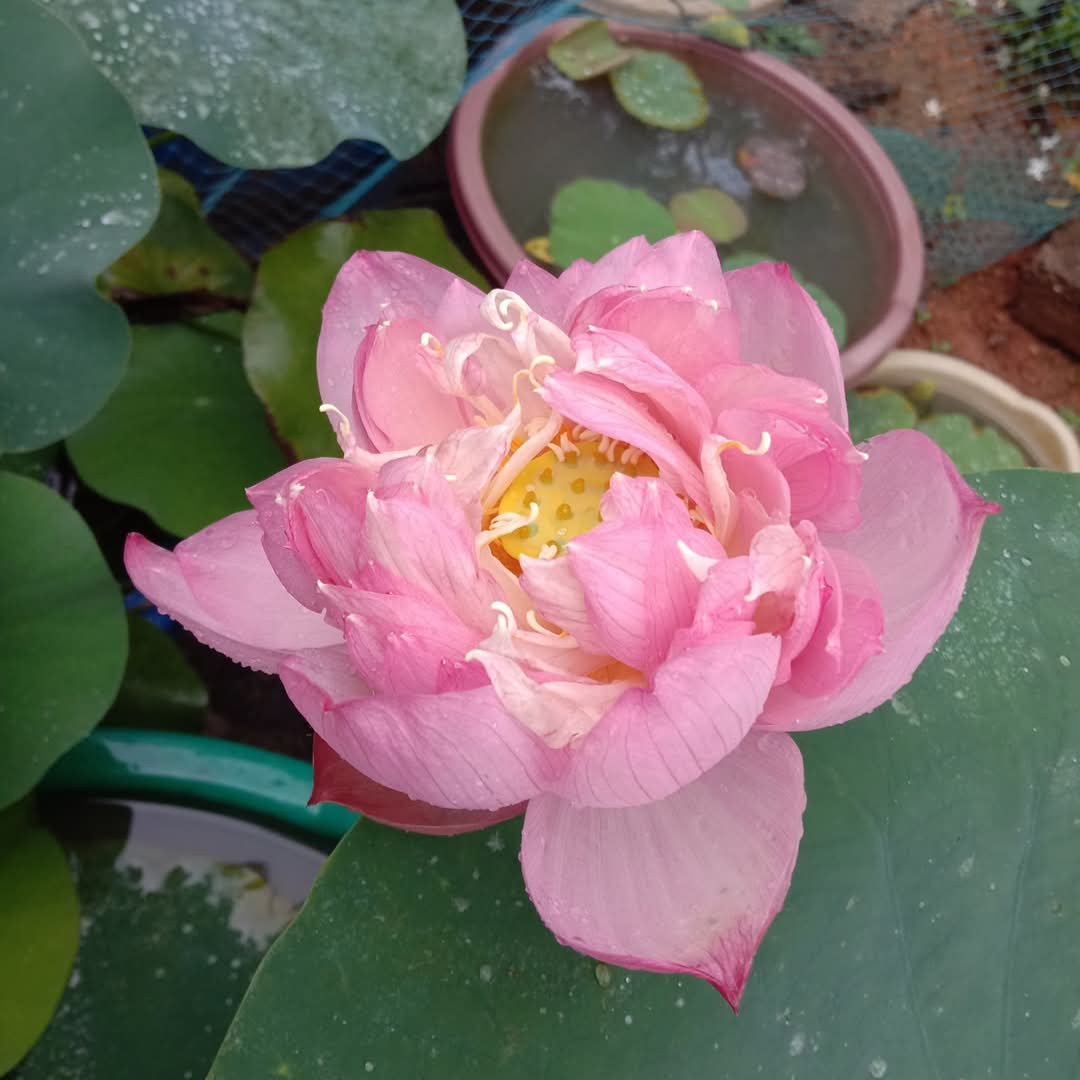 Pastel Blood Lotus Tuber