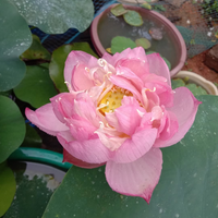Pastel Blood Lotus Tuber