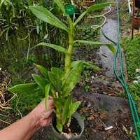 Dendrobium King Cobra x Ceaser Warawan (Near Blooming Size) - plant store® 