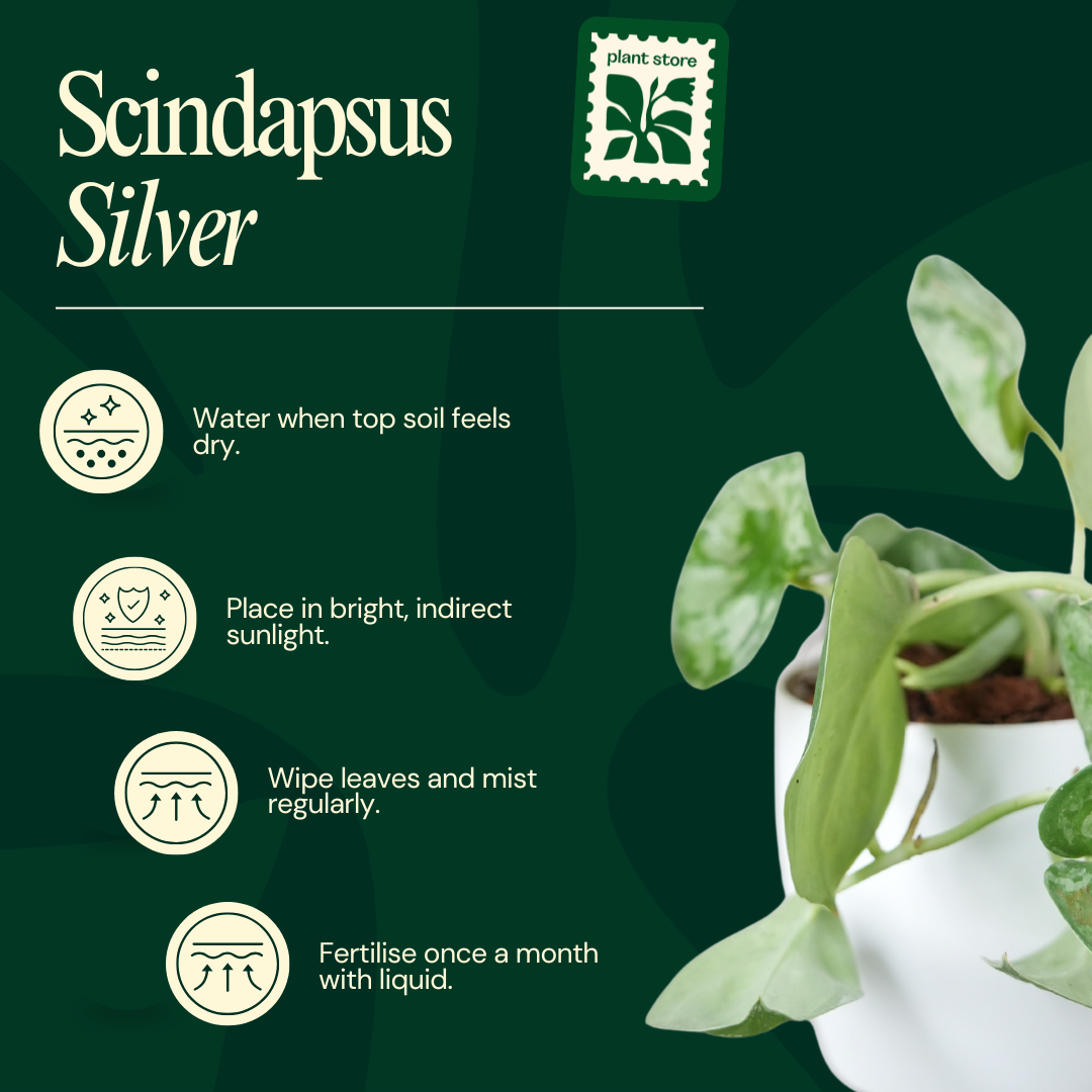 Scindapsus Silver