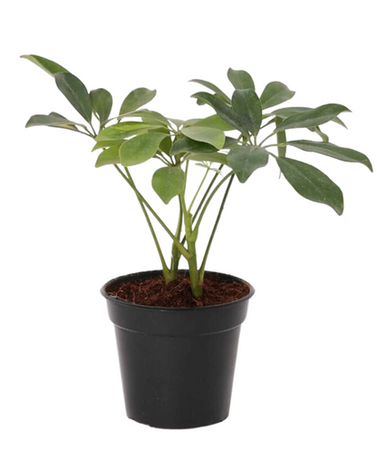 Schefflera Green Plant with Pot