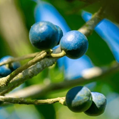 Rudraksha Grafted Tree