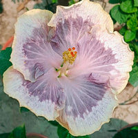 Chi's Garden Lavender Frosting Hibiscus
