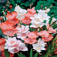 Tritonia Flowering Bulbs (Mix Colours)